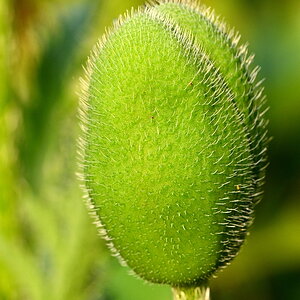 ZSF_3429_nff.JPG