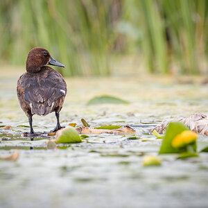2025-06-15 093 Ferruginous Duck.jpg