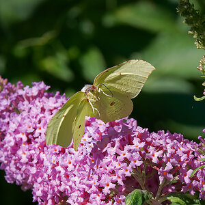 N6292430nikon.jpg