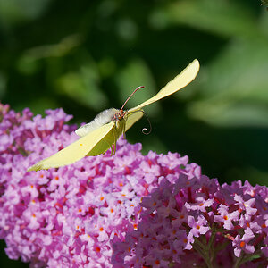 N6292433nikon.jpg