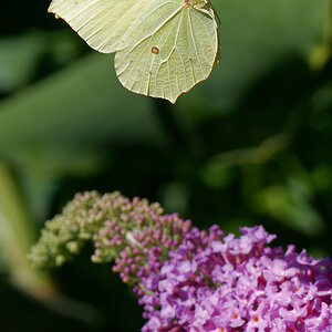 N6292438nikon.jpg