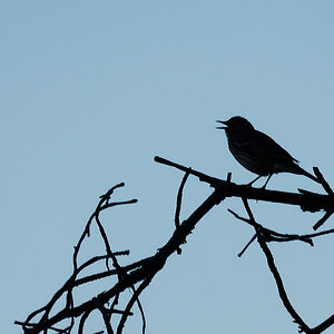 N6302600nikon.jpg