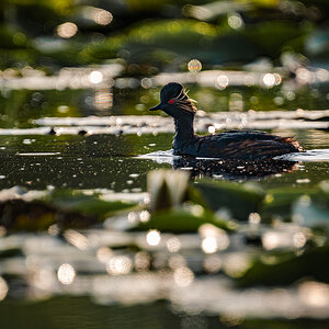 2025-06-14 050 Black-necked Grebe.jpg