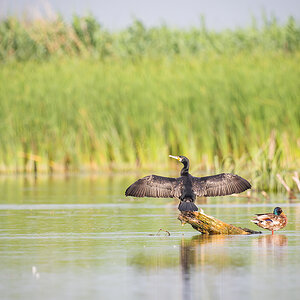 2025-06-13 112 Great Cormorant and Mallard.jpg
