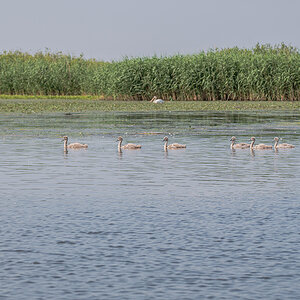 2025-06-14 087 Mute Swans with Chicks.jpg