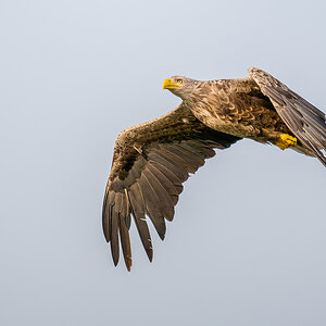 2025-06-14 110 White-tailed Eagle in Flight.jpg