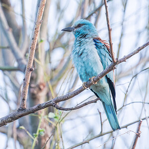 2025-06-15 001 European Roller.jpg