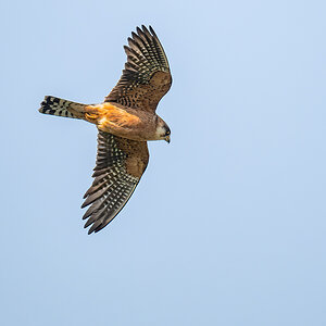 2025-06-15 046 Red-footed Falcon in Flight.jpg