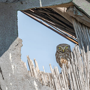 2025-06-15 066 Little Owl.jpg