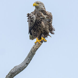 2025-06-15 094 White-tailed Eagle.jpg
