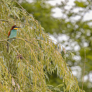 2025-06-15 112 European Bee-eater.jpg