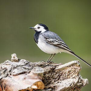 2025-06-15 123 White Wagtail.jpg