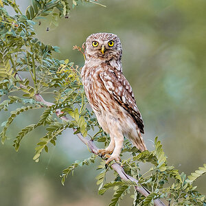 2025-06-15 187 Little Owl.jpg