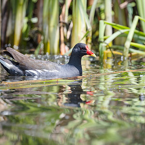 2025-06-15 091 Common Moorhen.jpg
