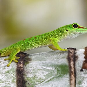 Gecko II.jpg
