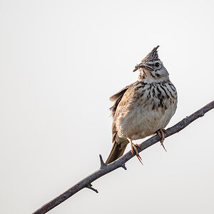 2025-06-15 031 Crested Lark with Grasshopper.jpg
