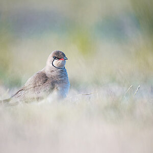2025-06-15 037 Collared Pratincole.jpg