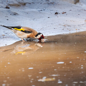 2025-06-15 053 European Goldfinch Drinking.jpg