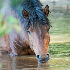 2025-06-15 054 Wild Horse Drinking.jpg