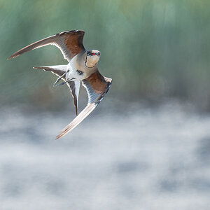 2025-06-15 075 Collared Pratincole in Flight.jpg