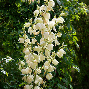 Yucca.jpg