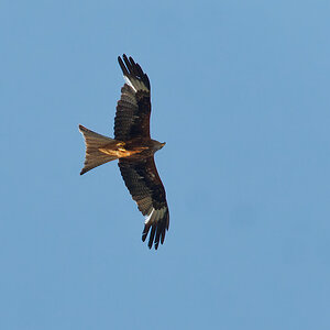 N7022938nikon.jpg