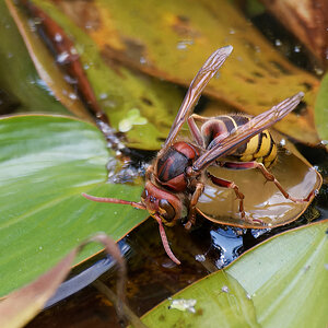 N6292490nikon.jpg