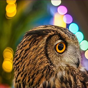 comp_2Owl.jpg