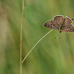 N7103635nikon.jpg
