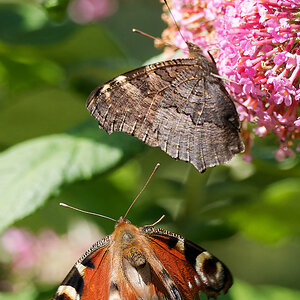 N7093214nikon.jpg