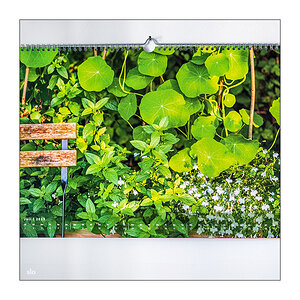 182/365 Sophie Zelmani – Your Garden © 2025 Sabine Lommatzsch
