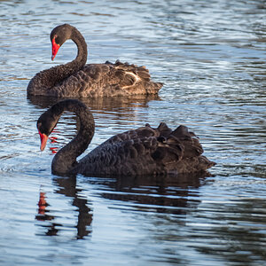 2018-02-22 05 Black Swans.jpg