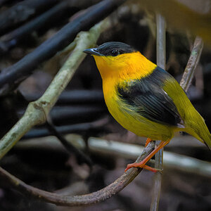 2022-01-04 26 Orange-collared Manakin.jpg