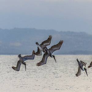 2022-01-07 22 Brown Pelicans Fishing.jpg