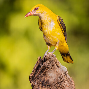 2022-06-28 08 Eurasian Golden Oriole.jpg