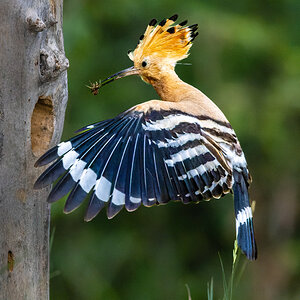 2022-06-30 22 Eurasian Hoopoe in Flight.jpg