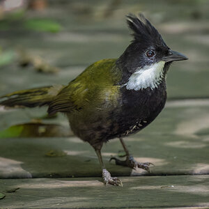 2022-12-06 40 Eastern Whipbird.jpg