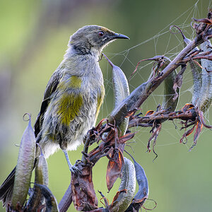 2023-01-22 14 New Zealand Bellbird.jpg