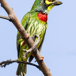 2023-02-11 04 Coppersmith Barbet.jpg