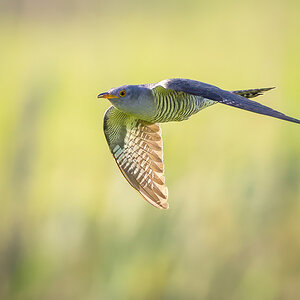 2023-06-11 38 Common Cuckoo in Flight.jpg