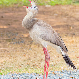 2024-09-18 24 Red-legged Seriema.jpg