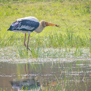2025-04-15 063 Painted Stork.jpg