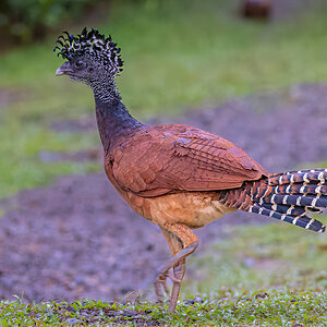 2022-01-06 04 Female Great Curassow.jpg