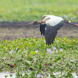 2024-09-16 036 Wood Stork in Flight.jpg