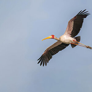 2024-12-17 051 Yellow-billed Stork in Flight.jpg