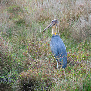 2025-04-14 003 Lesser Adjutant.jpg