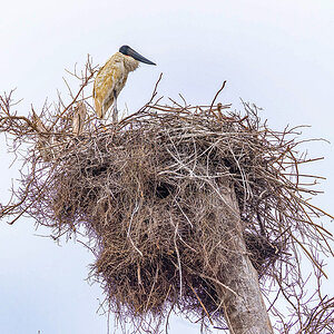 2024-09-16 046 Jabiru Nest.jpg