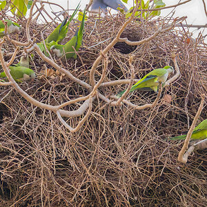 2024-09-17 42 Monk Parakeets.jpg