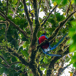 2008-01-16 14 Resplendent Quetzal.jpg