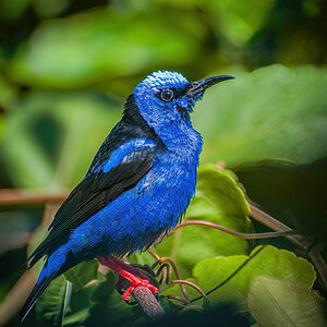 2010-01-18 05 Red-legged Honeycreeper.jpg